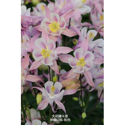 大花耧斗菜 单瓣闪烁系列